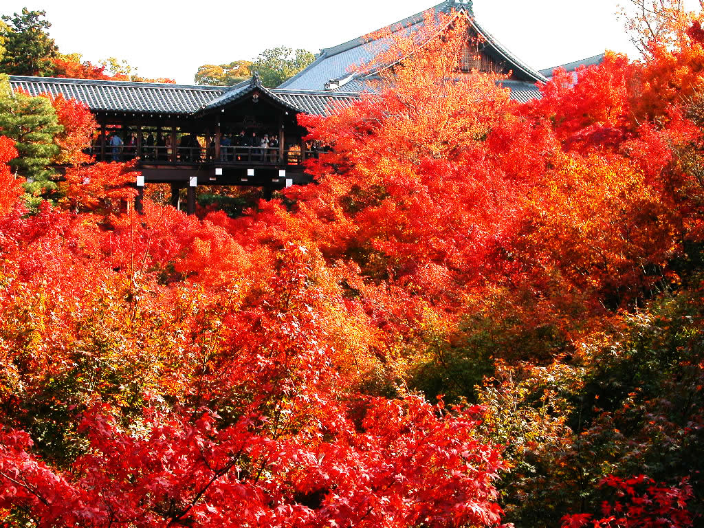 Ấn tượng mùa thu Nhật Bản