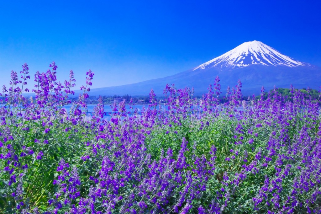 8 điểm đến lý tưởng để ngắm trọn vẹn vẻ đẹp núi Phú Sĩ khi du lịch Nhật Bản