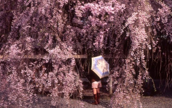 Sakura tại đền Gotokuji, Setagaya, Tokyo