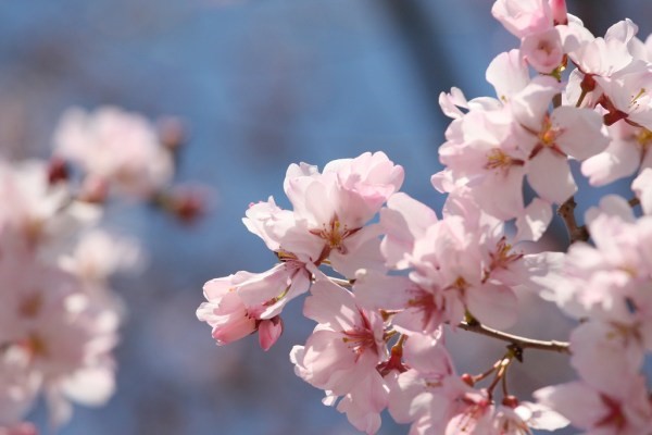 Edohigan Zakura flower