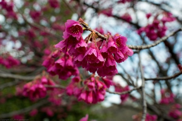 The beautiful shape and color of the Kanhizakura flower