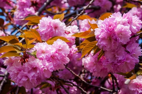 Kanzan cherry blossom