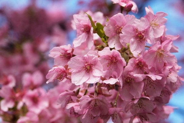 Kawazuzakura at Kawazu Cherry Blossom Festival