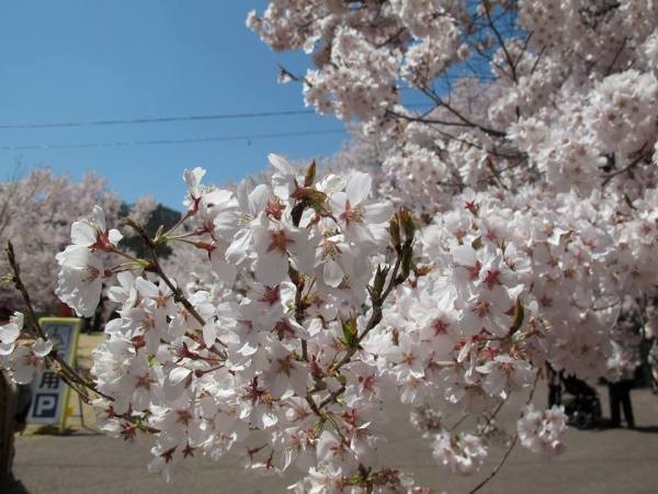 Takao KhiganSakura, Nagano