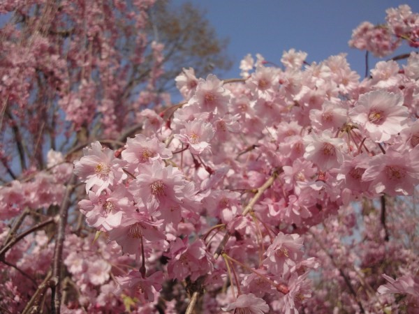 Yaeshidarezakura – Hoa anh đào nhiều cánh với cành ngã dài quyến rũ.