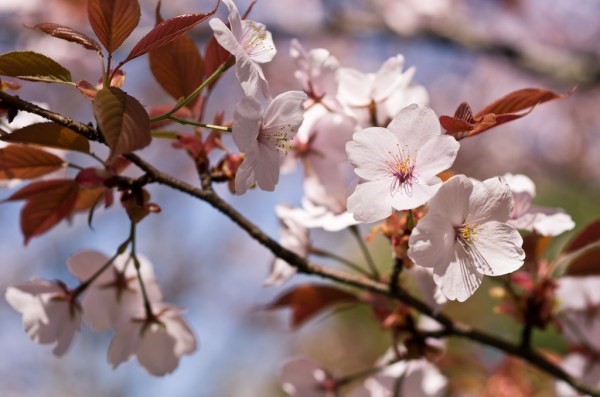 Yamazakura and the alternating crimson leaves