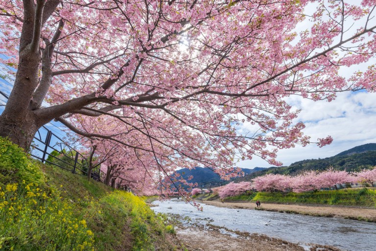 Dòng sông Kawazu cùng hàng hoa kawazuzakura dọc hai bên bờ