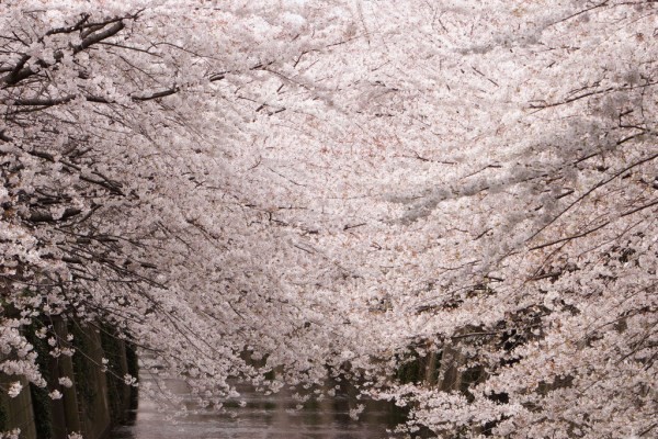 Thành phố xinh đẹp những điểm ngắm hoa anh đào đẹp ở tokyo được yêu thích nhất