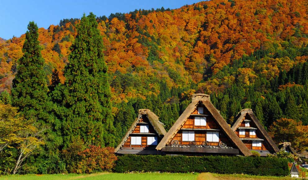 Cẩm nang du lịch Nhật Bản mùa thu ngắm lá phong rực rỡ | Khám phá Nhật Bản  | Samurai Tour