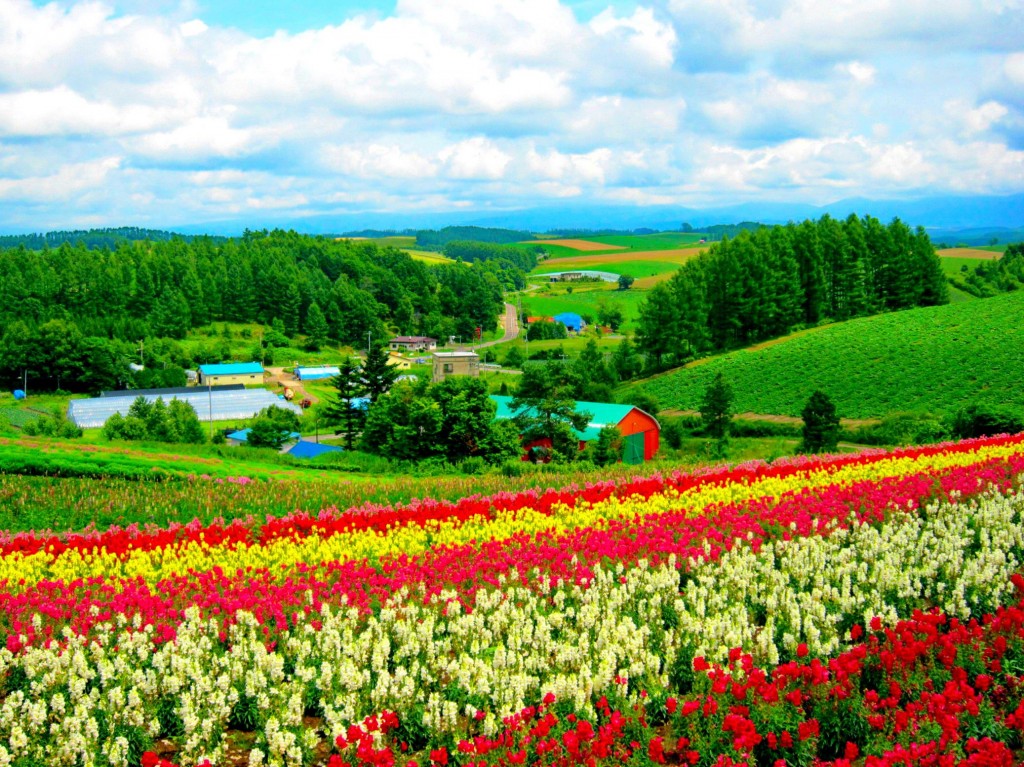 hokkaido_flower_field