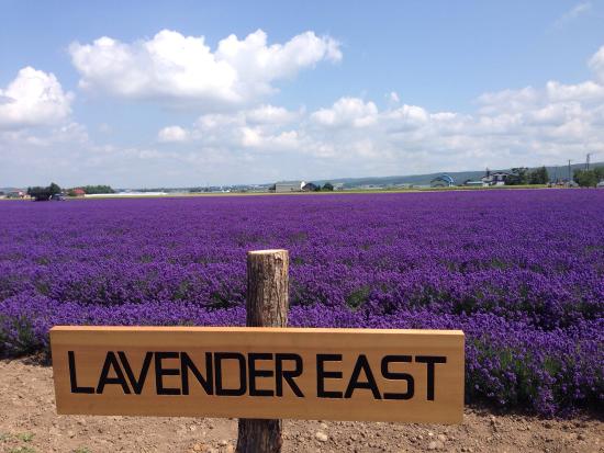 lavender-east