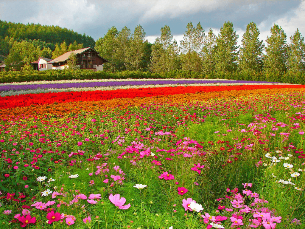 Hokkaido-Furano-flower-fields-Farm-Tomita