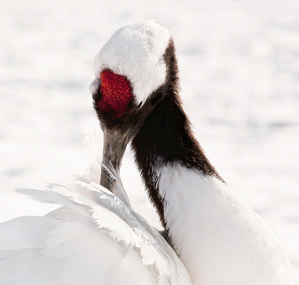 Preening I, Red-Crowned Crane, Hokkaido, Japan