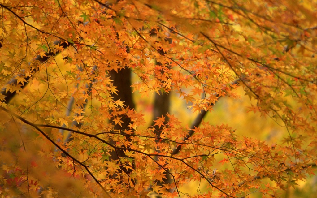 hokkaido_golden_autumn-1280x800