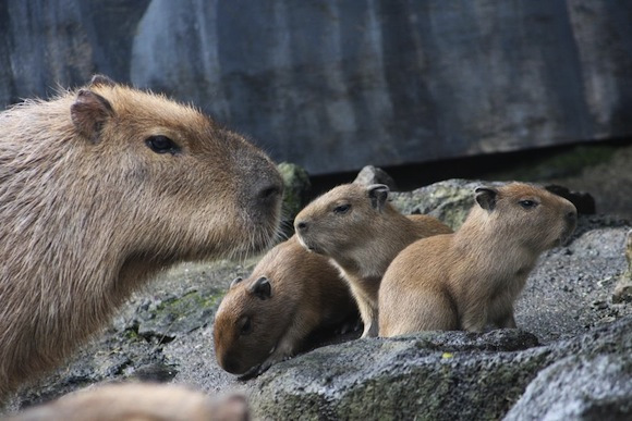 capybara-nov-babies-press-release1