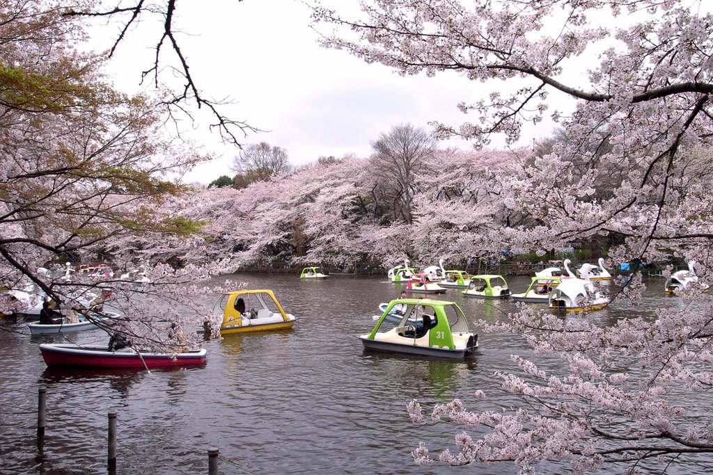 Inokashira spring
