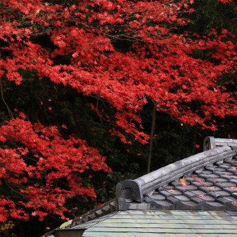 TẬN HƯỞNG MÙA THU TẠI CỐ ĐÔ KYOTO