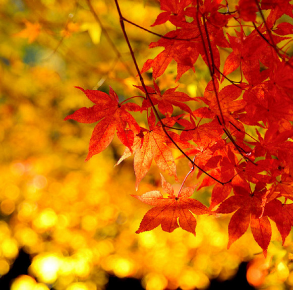 Momiji Nhật Bản