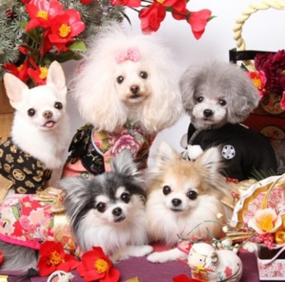 Trào lưu diện kimono cho cún xinh đi lễ chùa đầu năm tại Nhật Bản