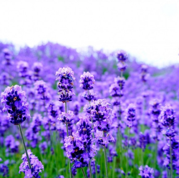 Chiêm ngưỡng cánh đồng hoa tuyệt đẹp ở Hokkaido – Nhật Bản