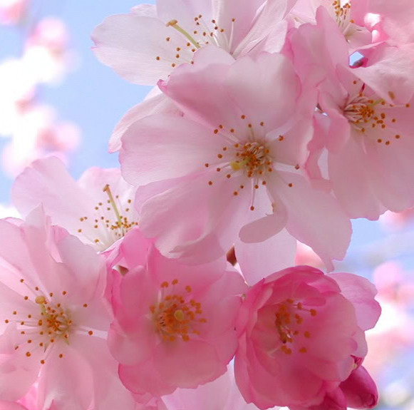 Mùa Xuân ở Nhật Bản - không chỉ có hoa anh đào