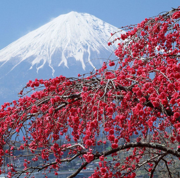 Địa điểm tham quan lý tưởng cho du khách thích ngắm cảnh Nhật Bản