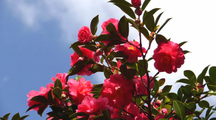 Camellia sasanqua December to early February