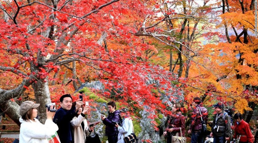 Vào mùa xuân, hai hàng cây anh đào dọc bờ sông Okazaki đua nhau nở, thu hút rất nhiều du khách Nhật Bản và quốc tế ghé thăm.