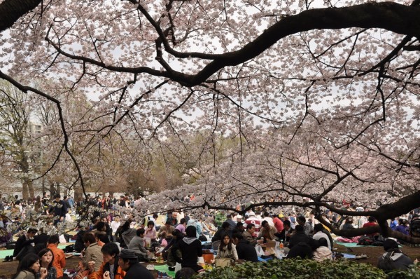 2 Thưởng lãm hoa anh đào tại công viên Shinjuku Gyoen