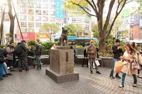2be6c04b5a8a678bf973c16c76968830 Hachiko