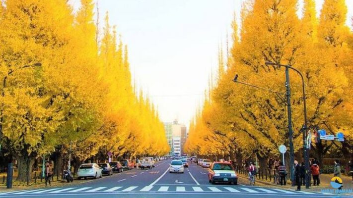 Đại lộ Icho Namiki