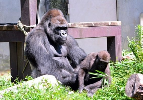 Shabani