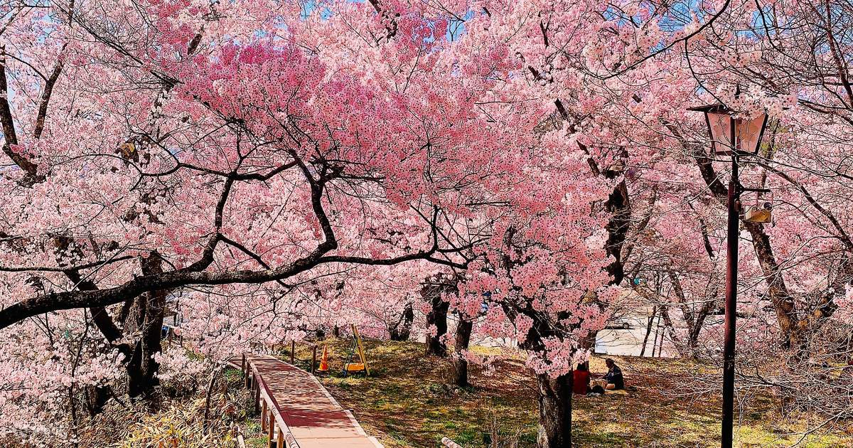 Takao Khigan Sakura, Nagano