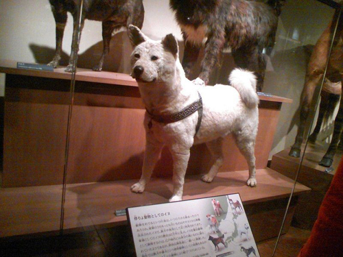 b7ef987d53f9f9c52f44bf143c56dcbf Hachiko