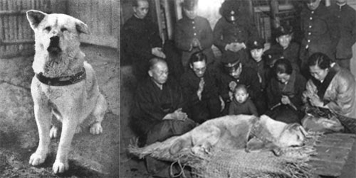 f2a98844452d1ecb7d2dedf1c2a0745e Hachiko