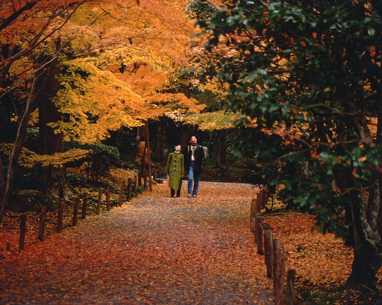 momiji_gari_1