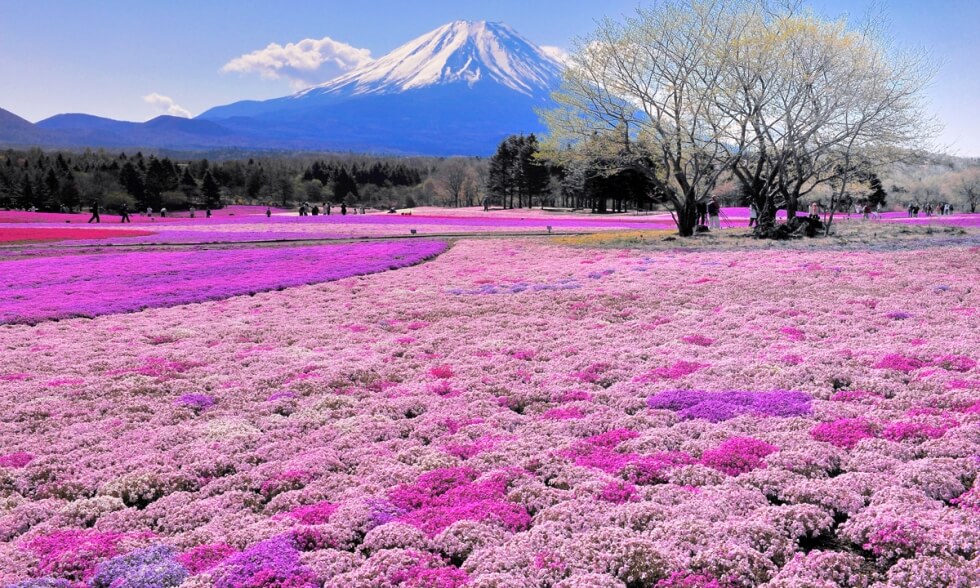 Mùa hè ở Hokkaido